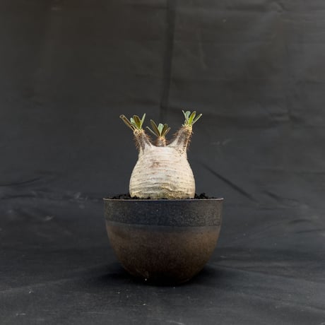 【Premium Line】 Pachypodium rosulatum var. gracilius / パキポディウム グラキリス 【微発根】+ 常滑鉢