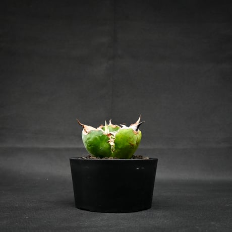 Agave titanota ' Whate Whale ' / アガベ チタノタ '白鯨 '   【発根済】