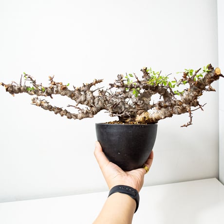 【特大】Commiphora sp. somalia eyl / コミフォラ エイル (微発根)