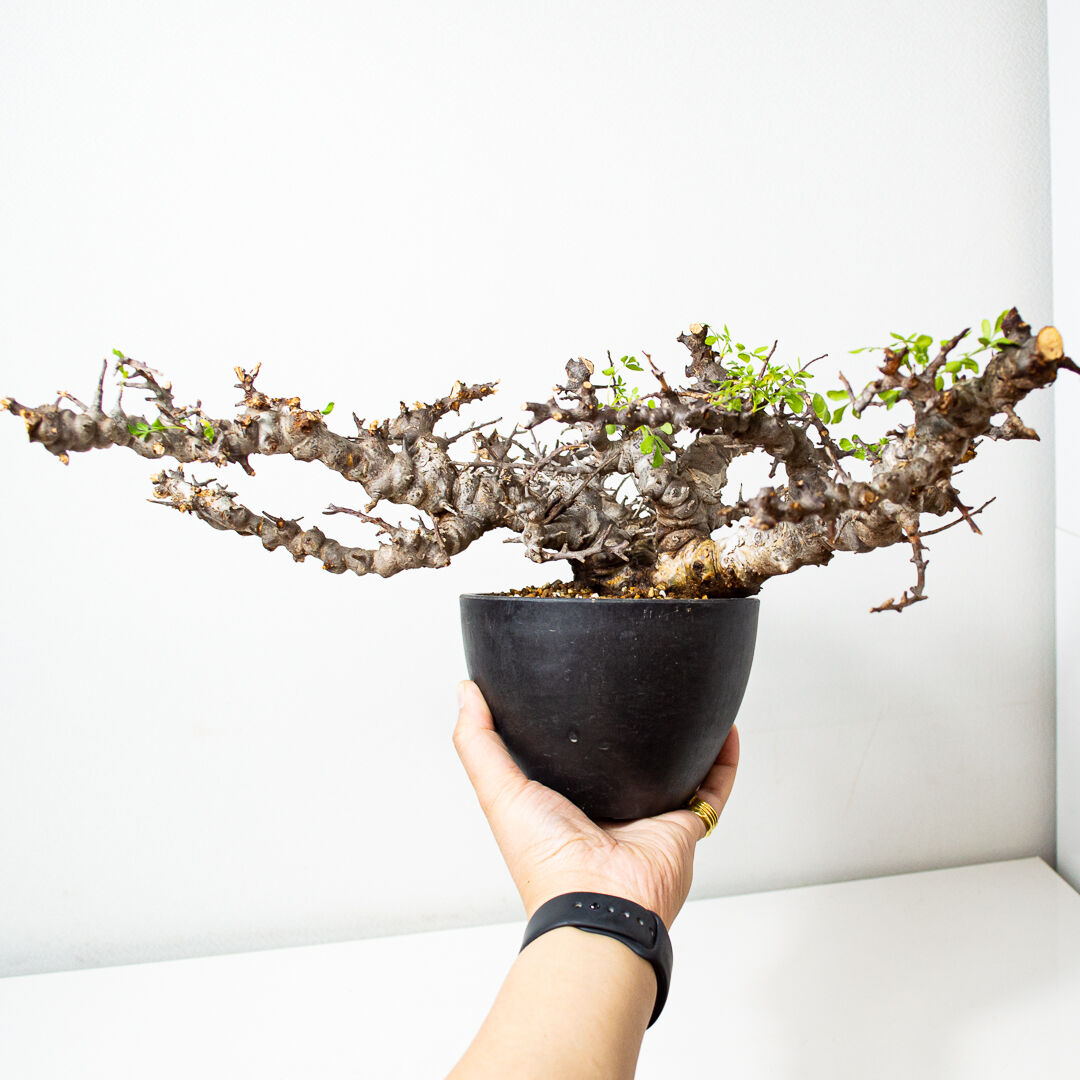 特大】Commiphora sp. somalia eyl / コミフォラ エイル (微発根