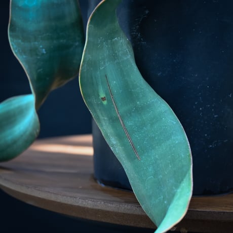 Welwitschia mirabilis / ウェルウィッチア ミラビリス 奇想天外【発根済】