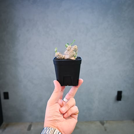 Pachypodium ' Densicaule ' / パキポディウム デンシカウレ 恵比寿大黒 (恵比須大黒)【微発根】