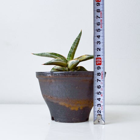 【PL】Sansevieria lav. 1970 Blue Clone variegated / サンセベリア ラブラノス 1970 ブルークローン 斑入り + 信楽焼 (発根済) (サンスベリア)