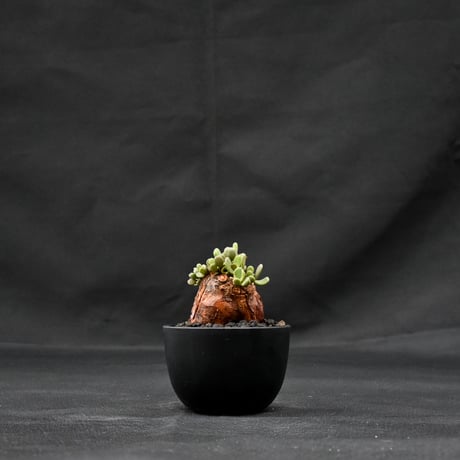 Ceraria pygmaea / ケラリア ピグマエア 【発根済】 [雌雄未判別]
