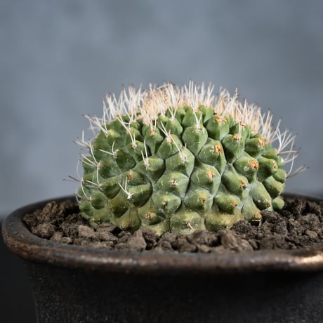 Strombocactus discifromis f. cristata / ストロンボカクタス ディシフォルミス 菊水 綴化 【自根】 + 信楽焼