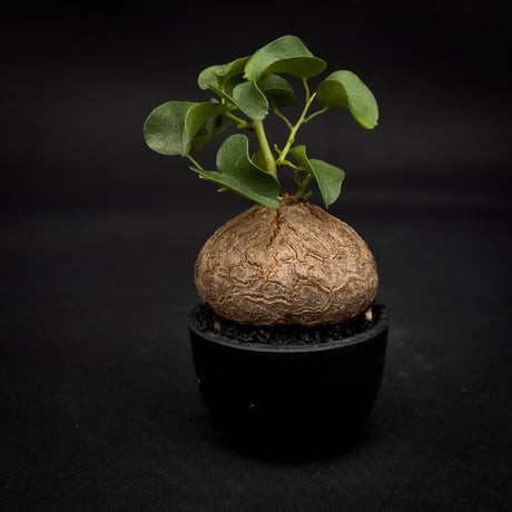 Dioscorea elephantipes / ディオスコレア エレファンティペス【 アフリカ 亀甲竜 】