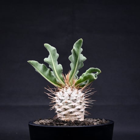 Pachypodium namaquanum / パキポディウム ナマクアナム 【実生】