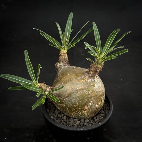 Pachypodium rosulatum var. gracilius / パキポディウム グラキリス 【微発根】
