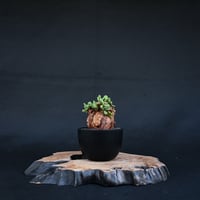 Ceraria pygmaea / ケラリア ピグマエア 【発根済】 [雌雄未判別]