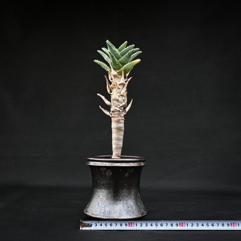 あ*は様 アロエ ピランシー 種子5粒 Aloe pillansii Premium Line】 Aloe pillansii / アロエ ピランシー【発根済】