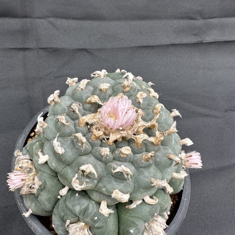 Lophophora fricii / ロフォフォラ 銀冠玉 (実生)