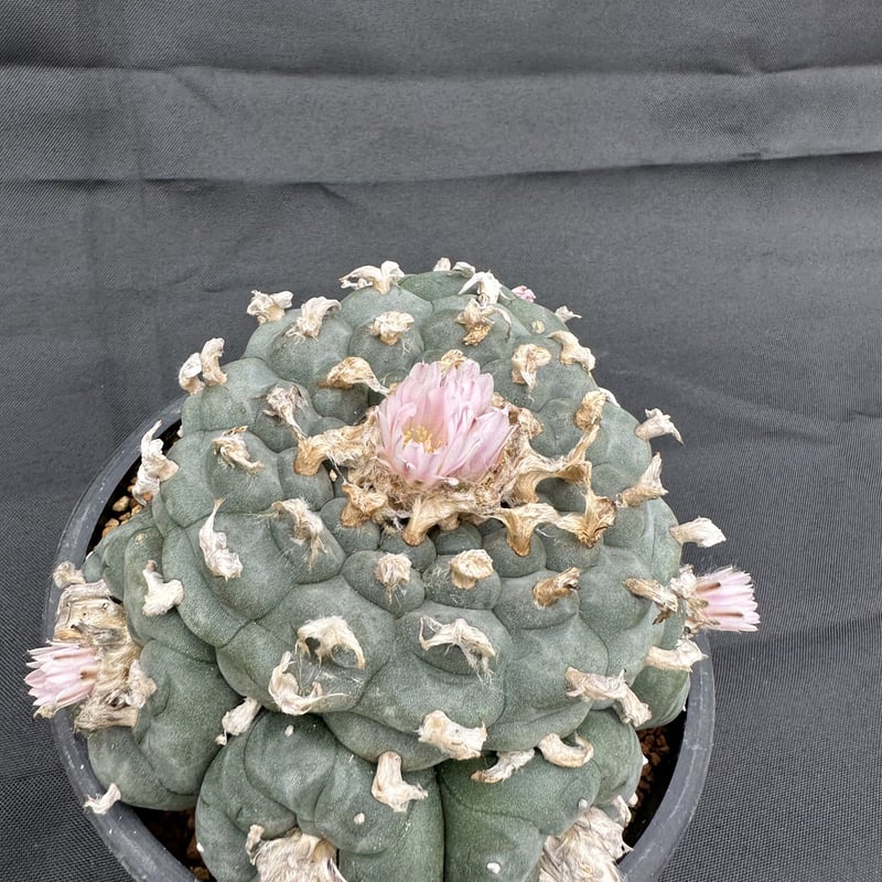 サボテン ロフォフォラ 銀冠玉綴化 接ぎ降ろし ※花咲きます サボテン ロフォフォラ 銀冠玉綴化 接ぎ降ろし ※花咲きます