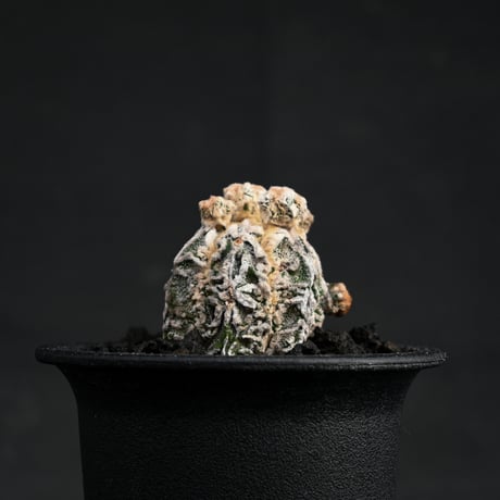 Astrophytum myriostigma f. monstrosa / アストロフィツム 子吹き鸞鳳玉 石化 (モンストローサ) (ランポー)【カキ仔】【自根】