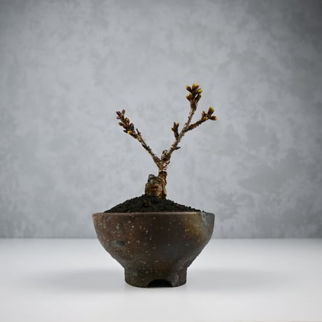 【桜盆栽】 Cerasus serrulata 'Asahiyama' / サクラ '旭山' (朝日山) / アサヒヤマ + 信楽焼