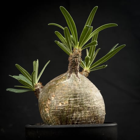 Pachypodium rosulatum var. gracilius / パキポディウム グラキリス 【微発根】