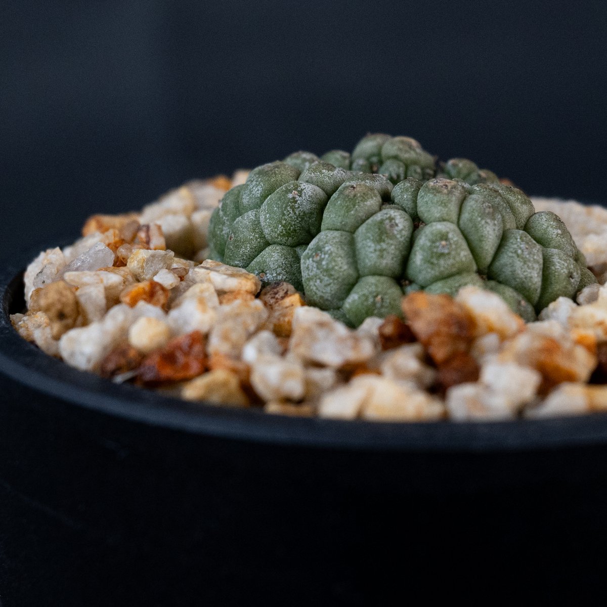 美株 サボテン 仏頭玉 ラリレアキア カクティフォルメ