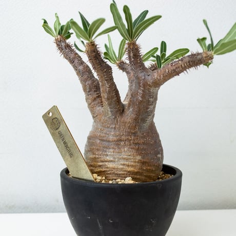 ORIGINAL PLANTS TAG