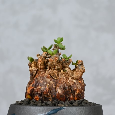 Ceraria pygmaea / ケラリア ピグマエア 【発根済】+ 信楽焼