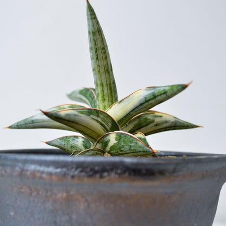 【PL】Sansevieria lav. 1970 Blue Clone variegated / サンセベリア ラブラノス 1970 ブルークローン 斑入り + 信楽焼 (発根済) (サンスベリア)