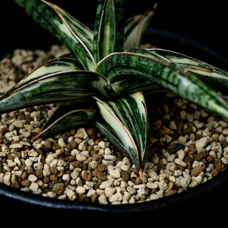【PL】Sansevieria lav. 1970 Blue Clone variegated / サンセベリア ラブラノス 1970 ブルークローン 斑入り + 信楽焼 (発根済) (サンスベリア)