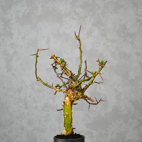 Commiphora myrrha / コミフォラ ミルラ 【発根済】 ＋ 信楽焼