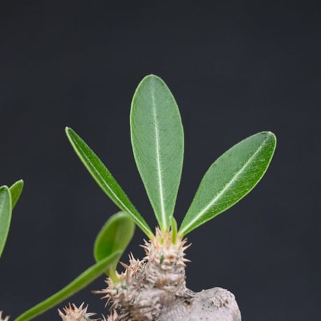Pachypodium rosulatum var. brevicalyx / パキポディウム ブレビカリクス 【微発根】