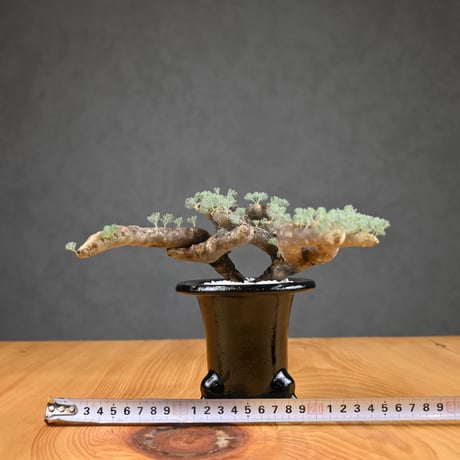 Monsonia multifida  (Sarcocaulon multifidum) / モンソニア ムルチフィダ (サルコカウロン ムルチフィズム) 【発根済】  + 万年青鉢