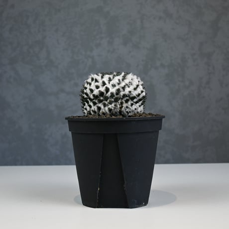 Mammillaria sempervivi v. caput-medusae  / マミラリア 景清 【自根】
