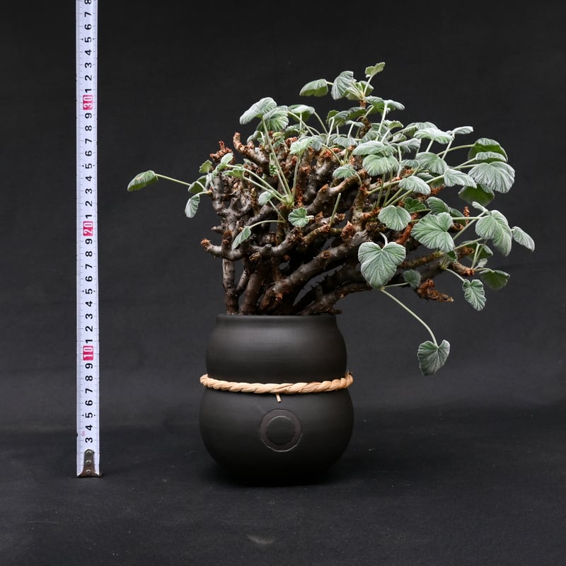 Pelargonium crassicaule / ペラルゴニウム クラシカウレ 【発根