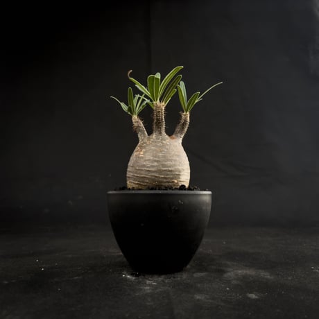 Pachypodium rosulatum var. gracilius / パキポディウム グラキリス 【微発根】