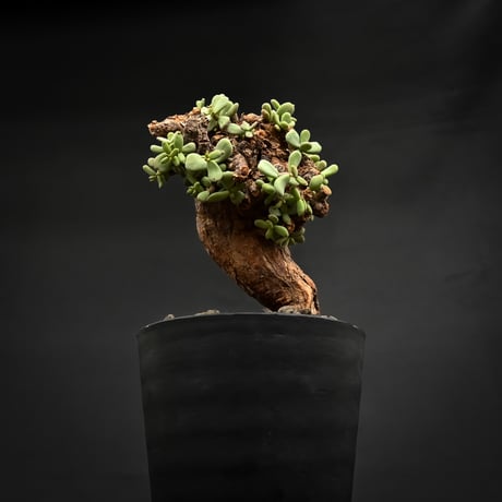 Ceraria pygmaea / ケラリア ピグマエア 【発根済】 [雌雄未判別]