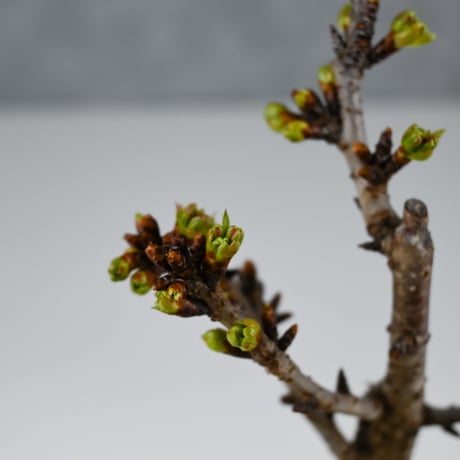 【桜盆栽】 Cerasus serrulata 'Asahiyama' / サクラ '旭山' (朝日山) / アサヒヤマ + 信楽焼