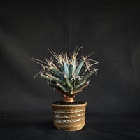 Leuchtenbergia principis / レウクテンベルギア プリンキピス 晃山 【発根済】