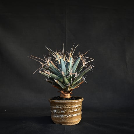 サボテン　晃山　 黒鉢 レウクテンベルギア 晃山の育て方