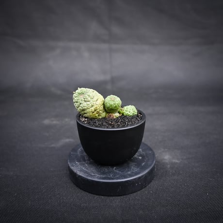 Larryleachia cactiformis / ラリレアキア カクティフォルメ 仏頭玉【発根済】