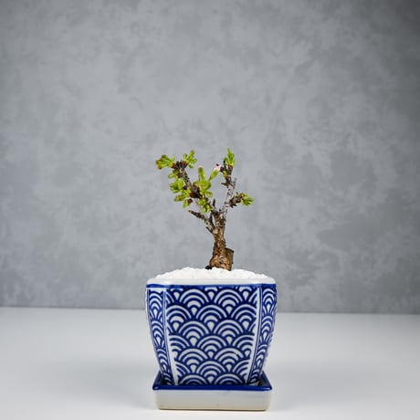 【桜盆栽】 Cerasus serrulata 'Asahiyama' / サクラ '旭山' (朝日山) / アサヒヤマ + 信楽焼