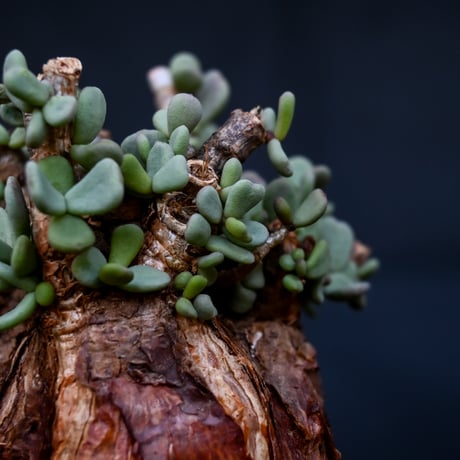 Ceraria pygmaea / ケラリア ピグマエア 【発根済】 [雌雄未判別]