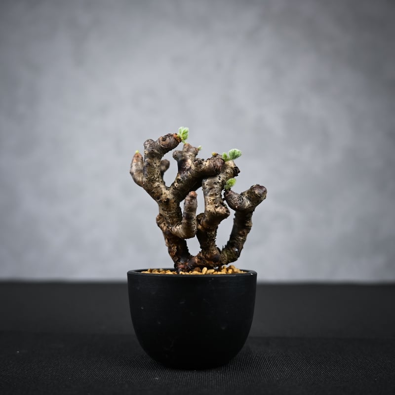 Pelargonium mirabile / ペラルゴニウム ミラビレ 【枝挿】【微発根】 |