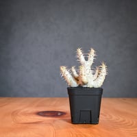 Pachypodium makayense  / パキポディウム マカイエンセ 【微発根】