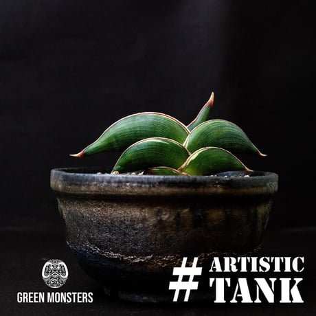 CATEGORY サンセベリア | GREEN MONSTERS CATEGORY サンセベリア | GREEN MONSTERS