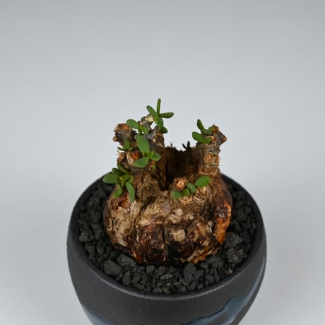 Ceraria pygmaea / ケラリア ピグマエア 【発根済】+ 信楽焼