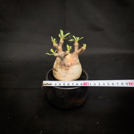 【Premium Line】 Pachypodium rosulatum var. gracilius / パキポディウム グラキリス 【微発根】+ 信楽焼