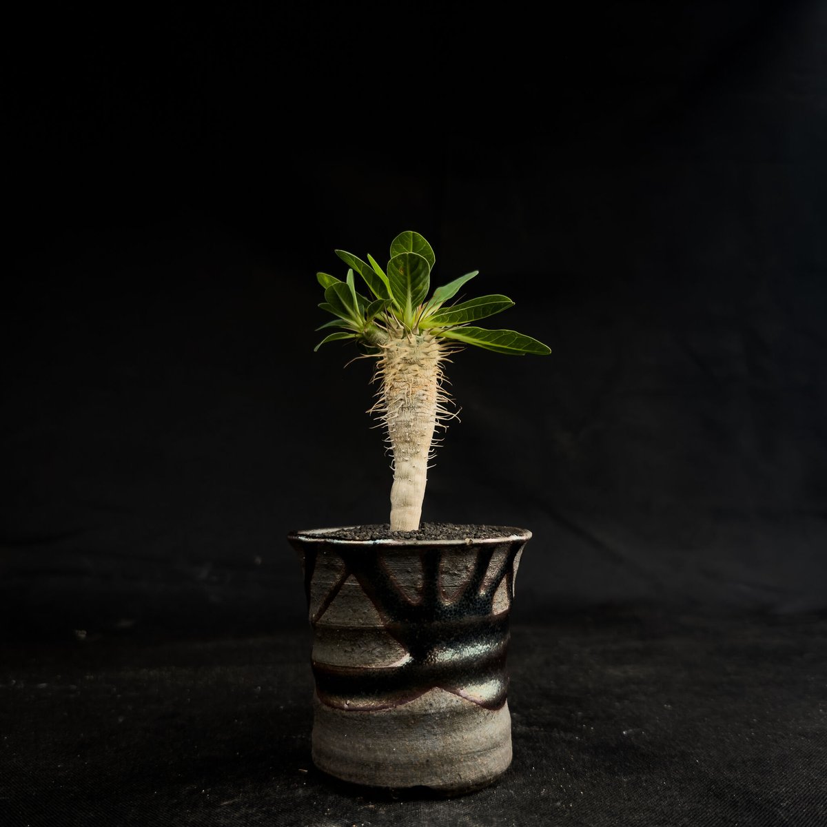 現地株 ユーフォルビア ギラウミニアナ 発根済 説明文 ユーフォルビア