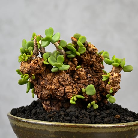 Ceraria pygmaea / ケラリア ピグマエア 【微発根】+ 信楽焼