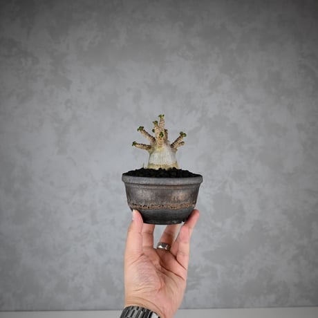 Adenium arabicum 'D.H.A.' / アデニウム アラビカム 獅子葉  【発根済】+ 信楽焼