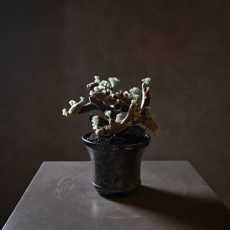 Monsonia multifida  (Sarcocaulon multifidum) / モンソニア ムルチフィダ (サルコカウロン ムルチフィズム) 【発根済】+ 鉢 : 後藤 瑞葉 氏