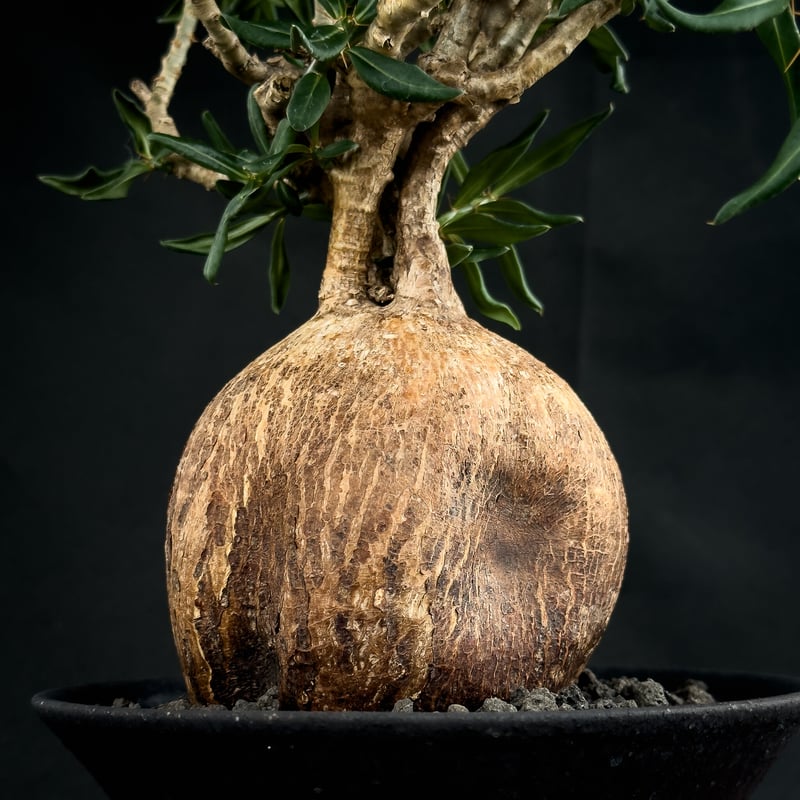 Premium Line】Pachypodium bispinosum / パキポディウム