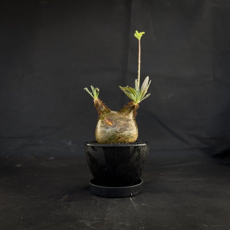 【選抜】 Pachypodium rosulatum var. gracilius / パキポディウム グラキリス 【微発根】