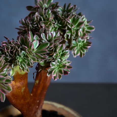 Aeonium arboreum f. variegated 'Pink Witch' f. cristata / アエオニウム 錦 'ピンクウィッチ' クリスタータ (綴化) 【自根】+ 信楽焼鉢