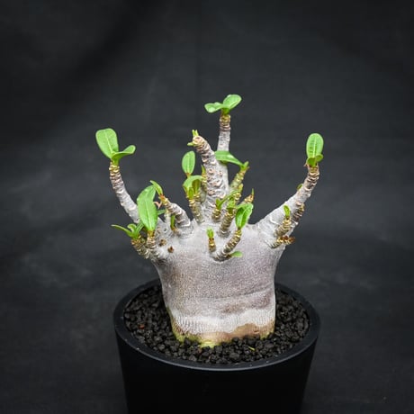 Adenium arabicum 'BLACK' dwarf type  / アデニウム アラビカム 'ブラック' ドワーフタイプ【微発根】